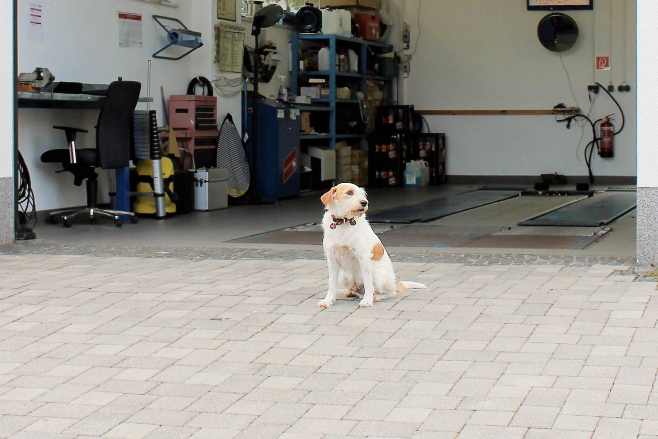 m_balou_9784_zoom Siegert KFZ-Sachverständigenbüro - Balou Aktuell - Corona-Lockerungen